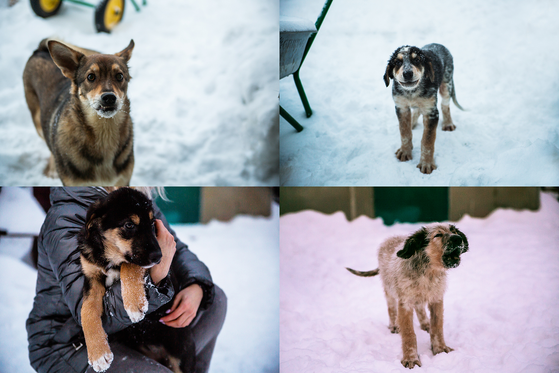 собаки приют.jpg