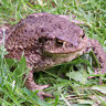 bufobufo